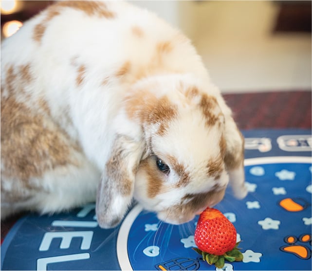 bunny with strawberry