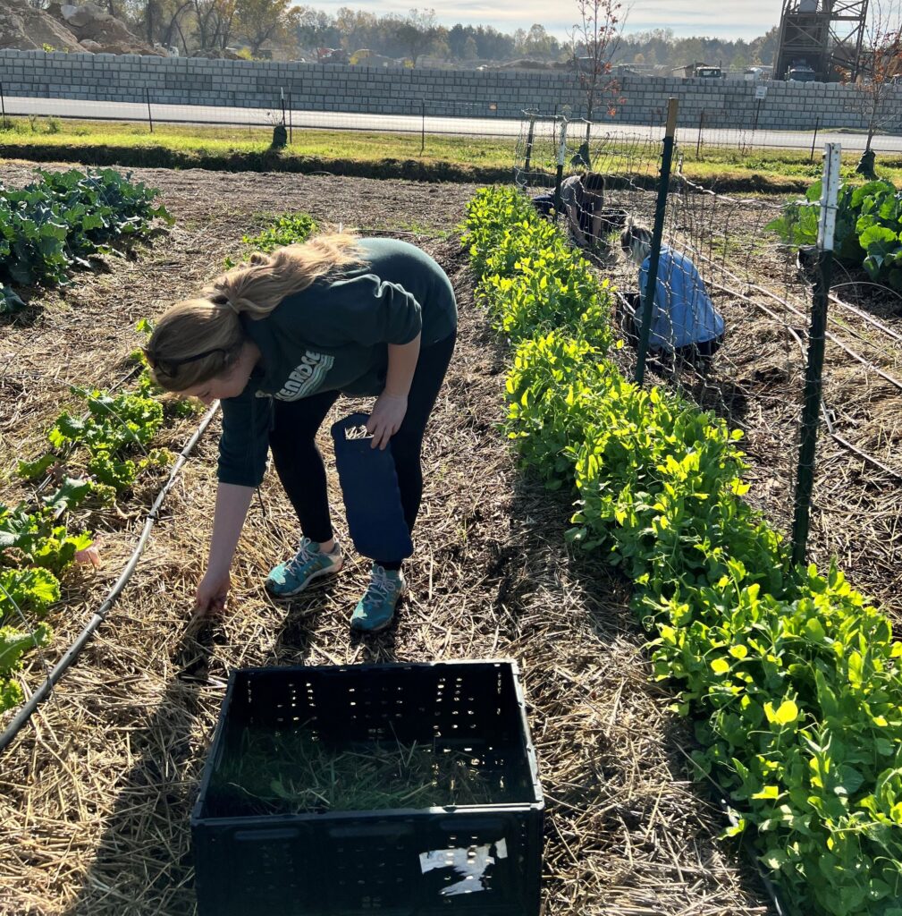 Weeding at Bonton Farms